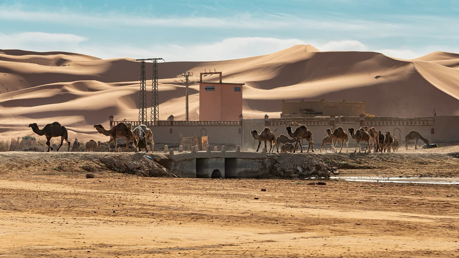 Camels resting below the great dunes of Erg Chebbi